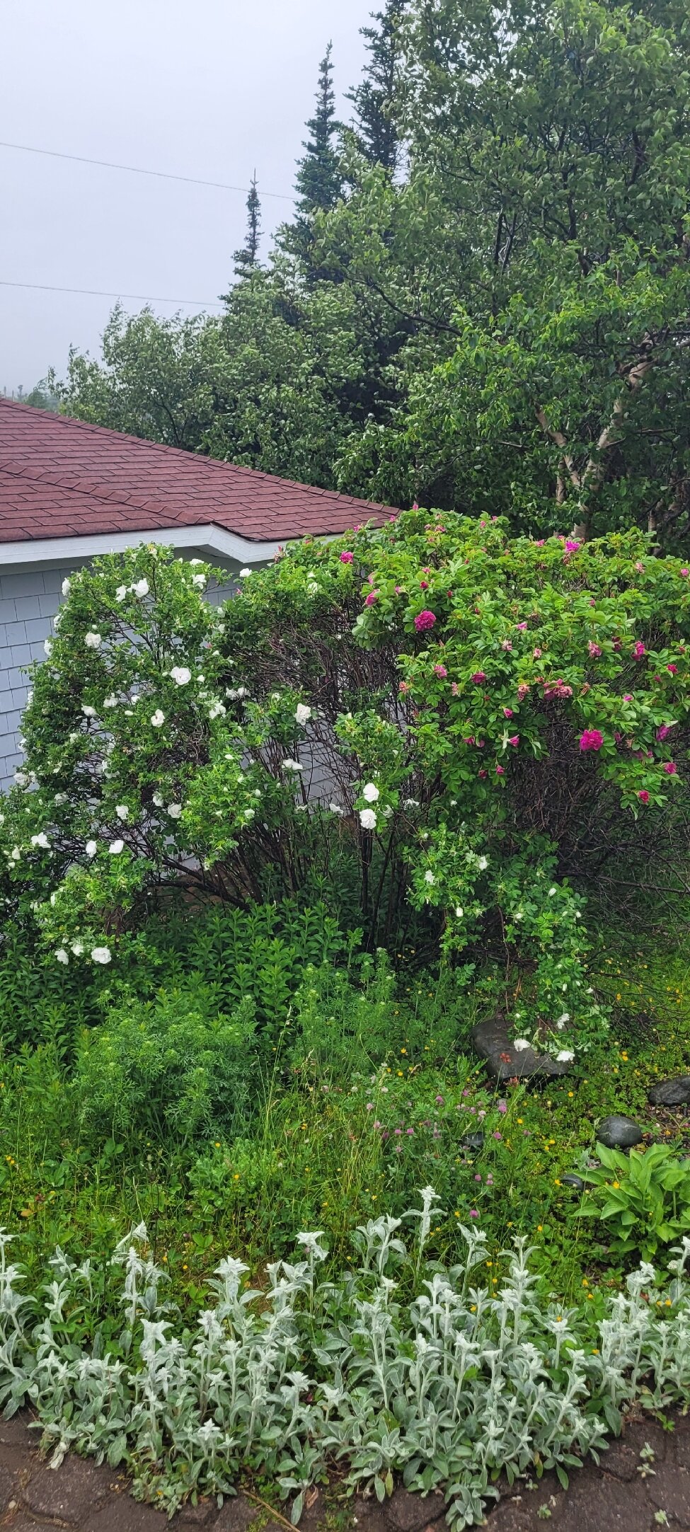 Abbie's Garden Bed & Breakfast-旅行者