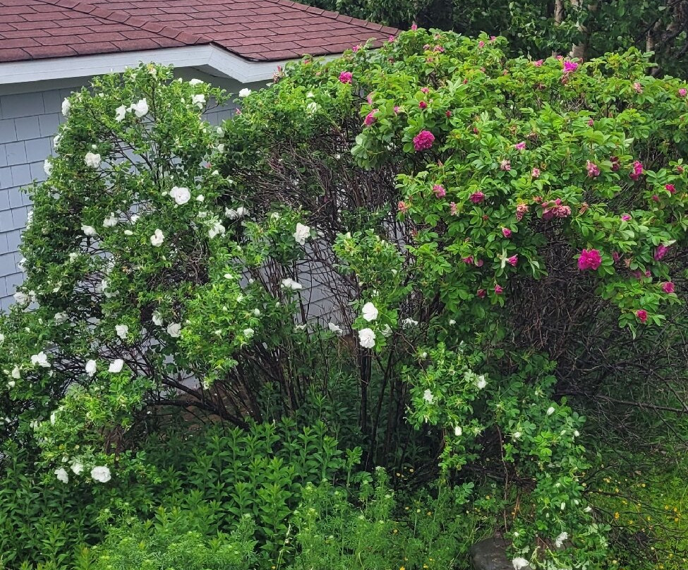 Abbie's Garden Bed & Breakfast主图