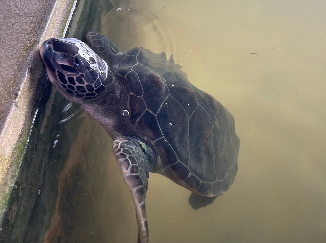 Kosgoda Sea Turtle Conservation Project-科斯戈德必去景点