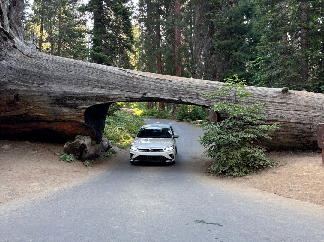 Sequoia National Park-维塞利亚必去景点