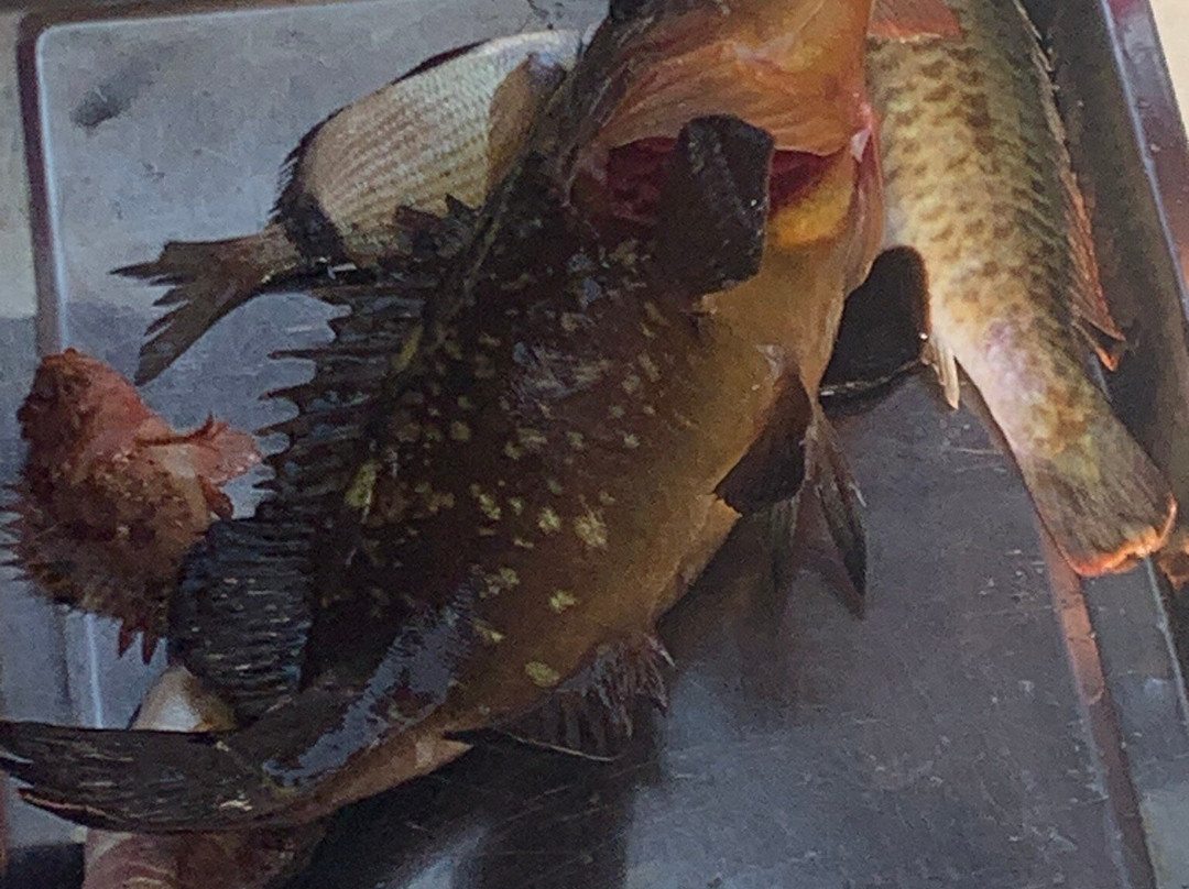 Redfish-马尔萨拉必去景点