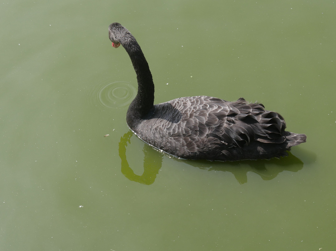 WWT Slimbridge Wetland Centre-Slimbridge必去景点