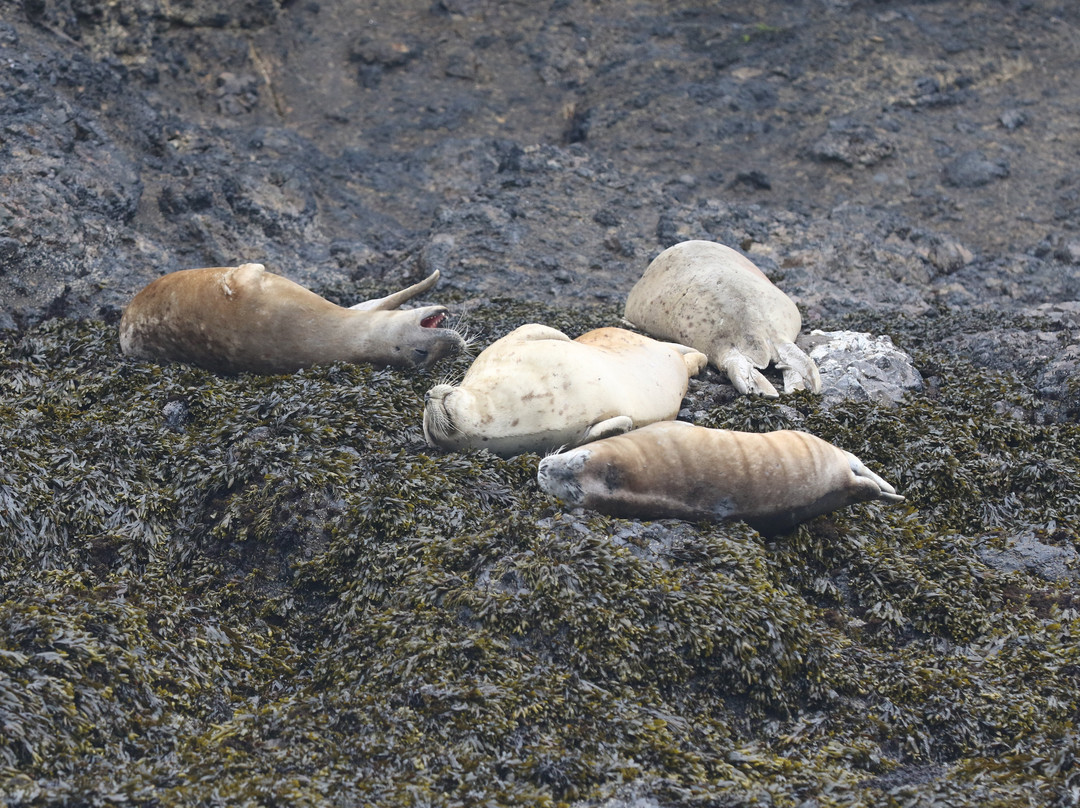 Whale Research EcoExcursions-Depoe Bay必去景点