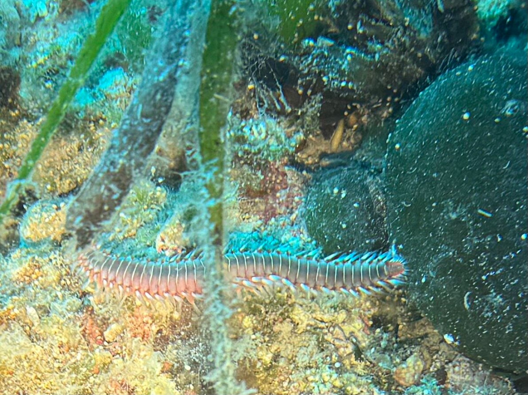 Lefkas Diving Centre-Nikiana必去景点