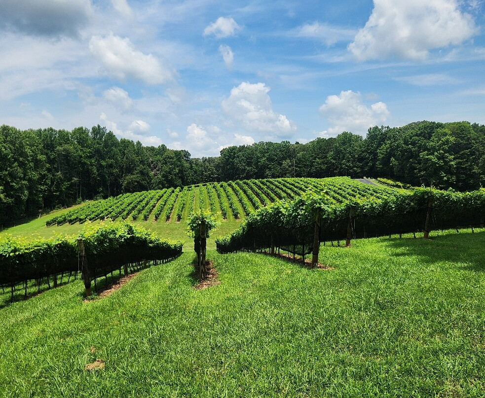 Roo Mountain Vineyards and Bistro 21+-Ellijay必去景点