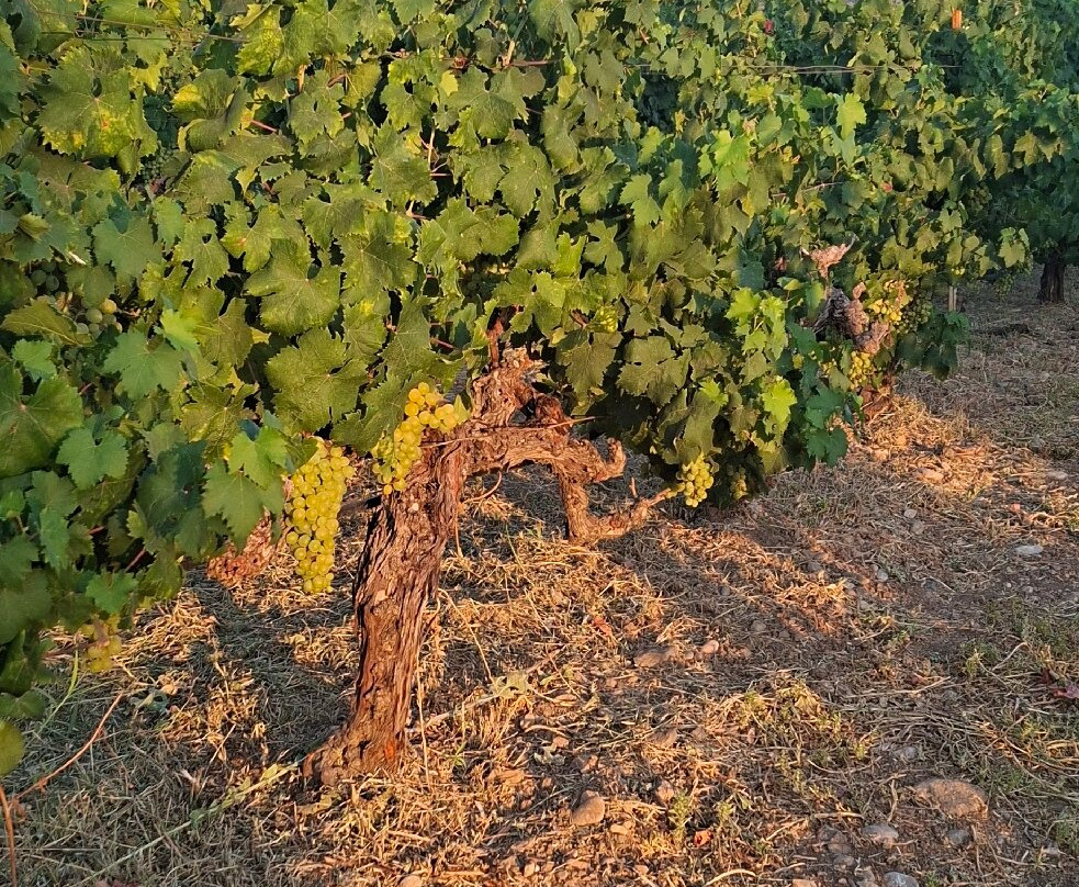 Hatziemmanouil Winery-Linopotis必去景点