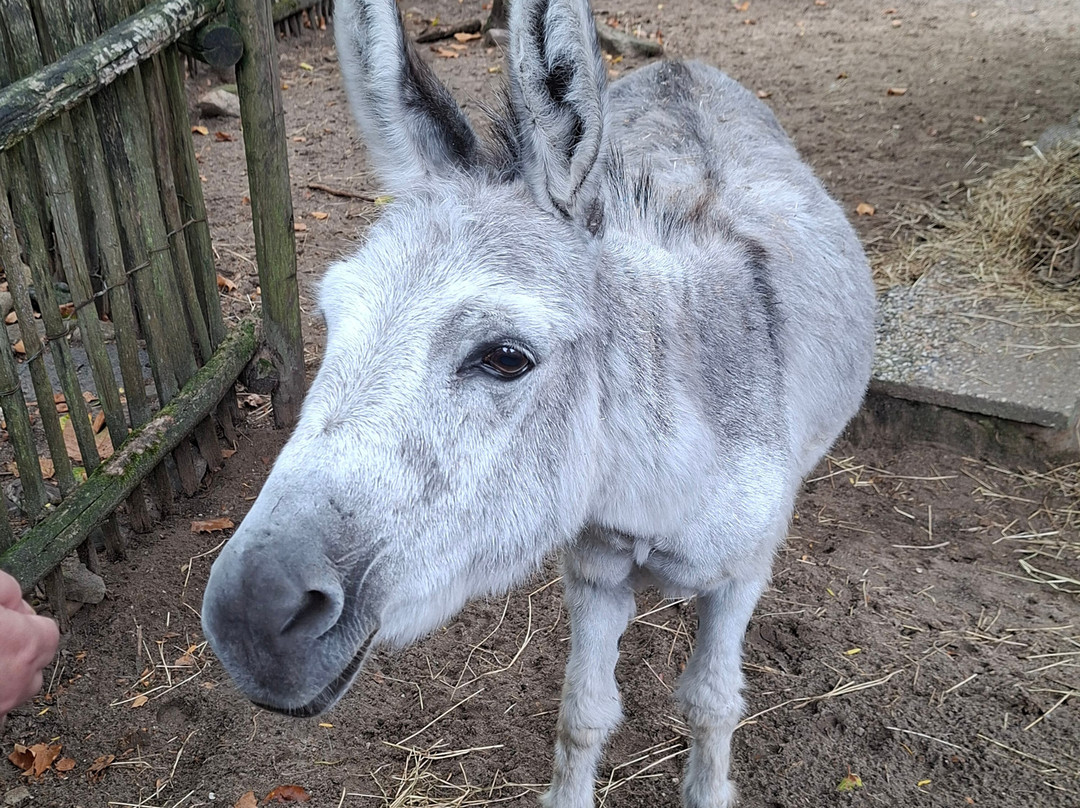 DierenPark Amersfoort-阿默斯福特必去景点
