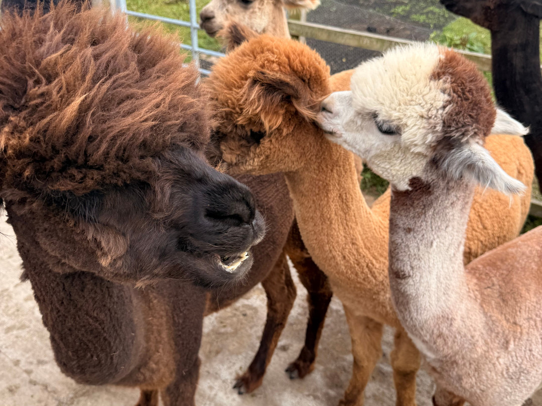 Wreay Syke Alpacas-肯德尔必去景点