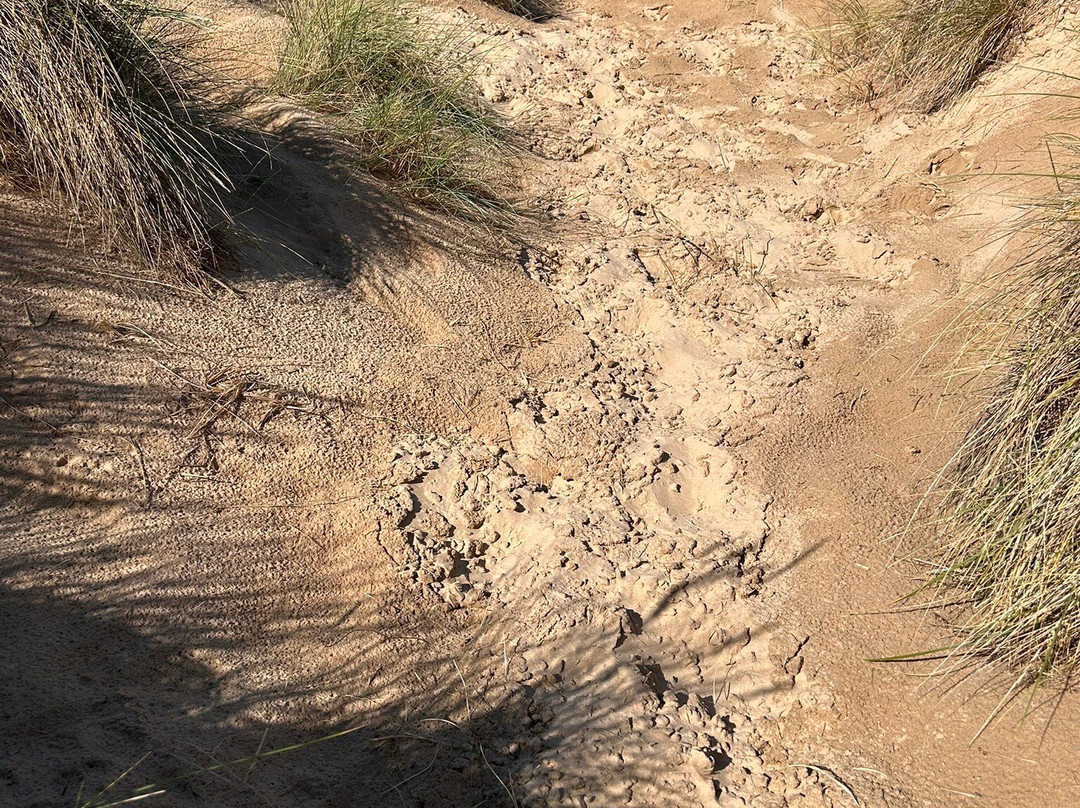 Holkham Bay-Wells-next-the-Sea必去景点