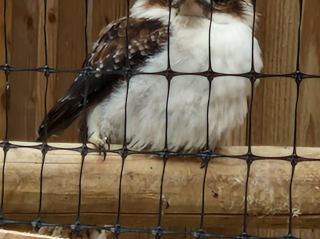 York Bird of Prey Centre-伊辛瓦必去景点