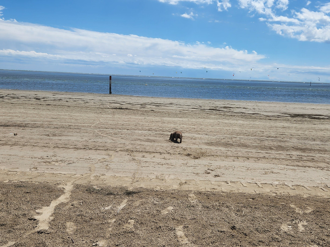 La Spiaggia di Snoopy-Grado Pineta必去景点