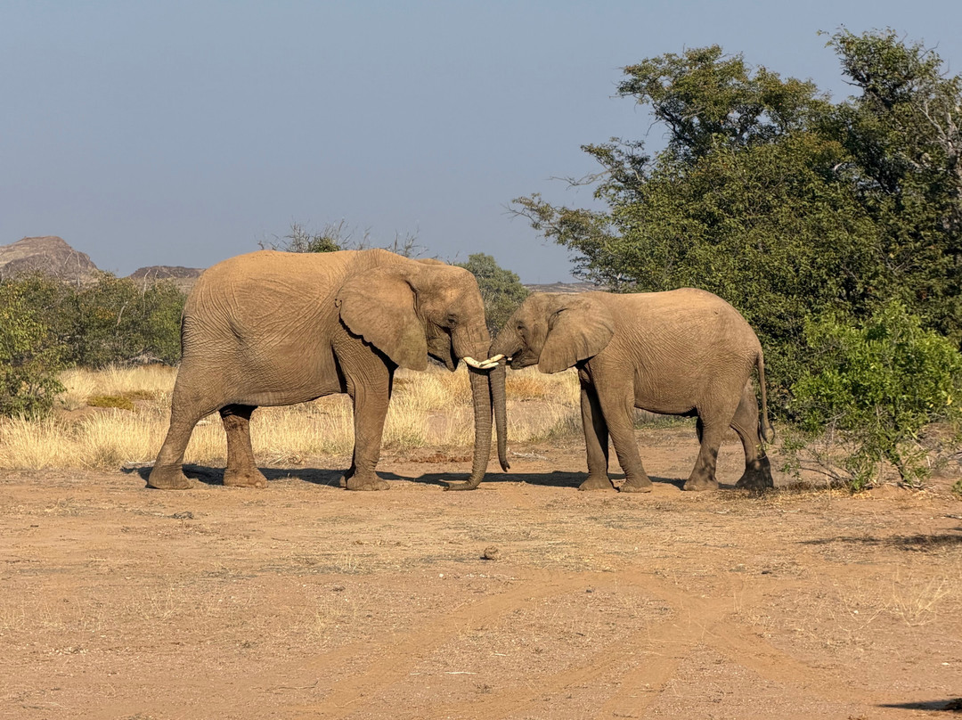 Twyfelfontein Elephant Drives-Palmwag必去景点