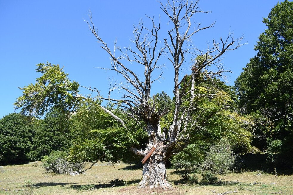 Bosco della difesa-Pescasseroli必去景点