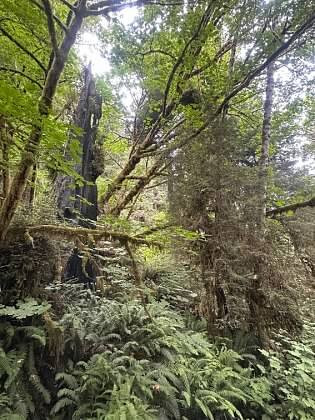 Trillium Falls Hike-Orick必去景点