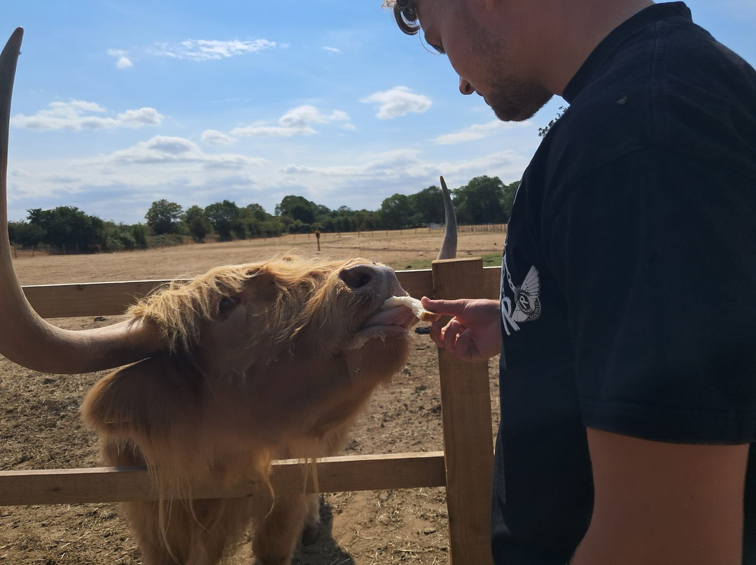 Highland Cow Cottage-剑桥必去景点