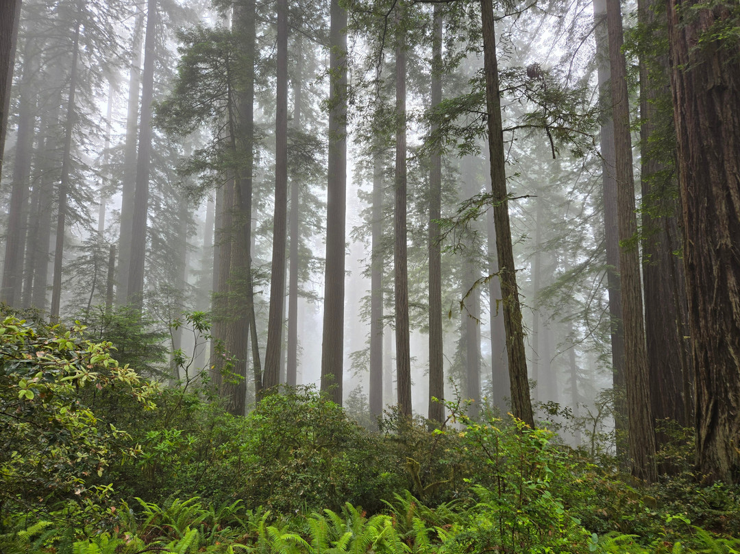 Lady Bird Johnson Grove-Orick必去景点