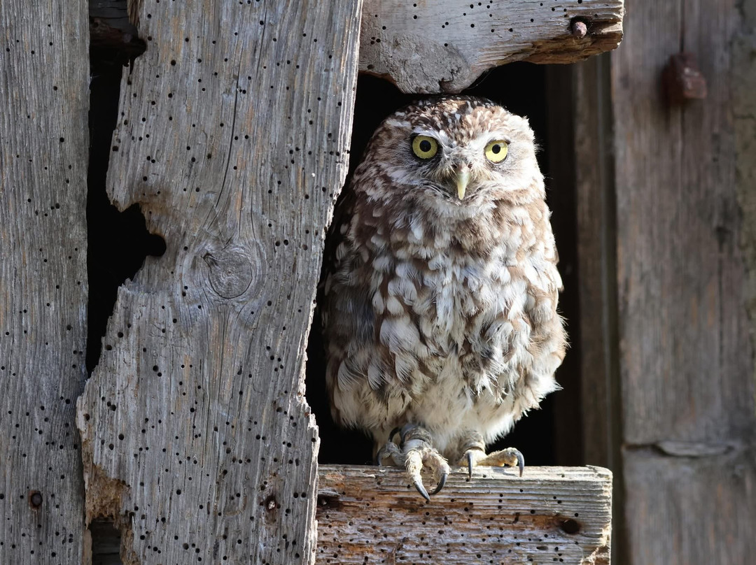 Birds of Prey at Swinton Estate-马沙姆必去景点