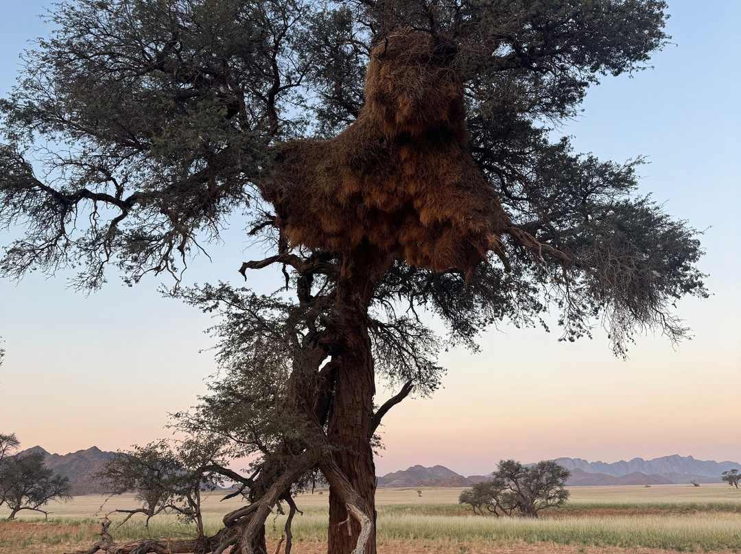 Elim Dunes-Namib-Naukluft Park必去景点