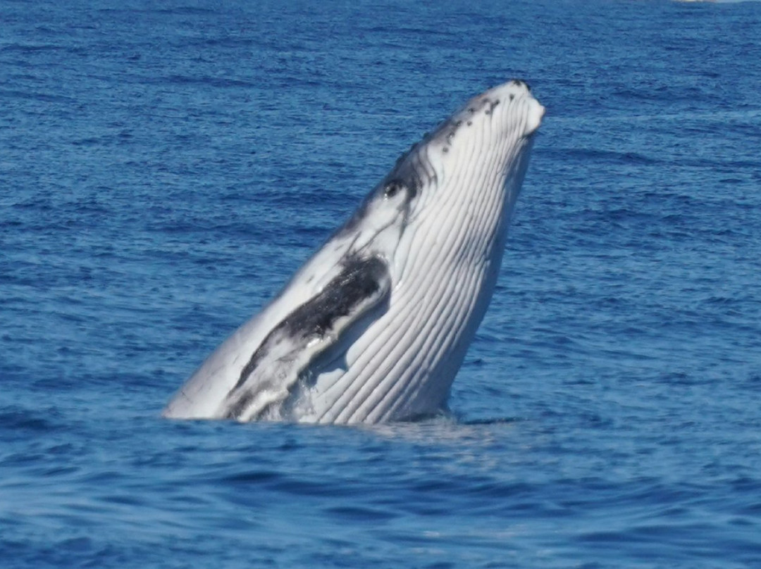 Whales Sunshine Coast-Buddina必去景点