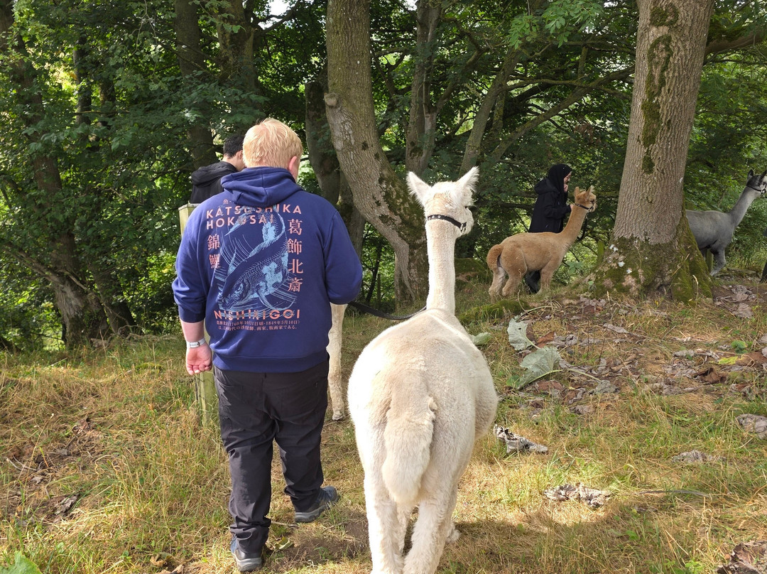 Teesdale Alpacas (Open by Appointment Only)-Barnard Castle必去景点