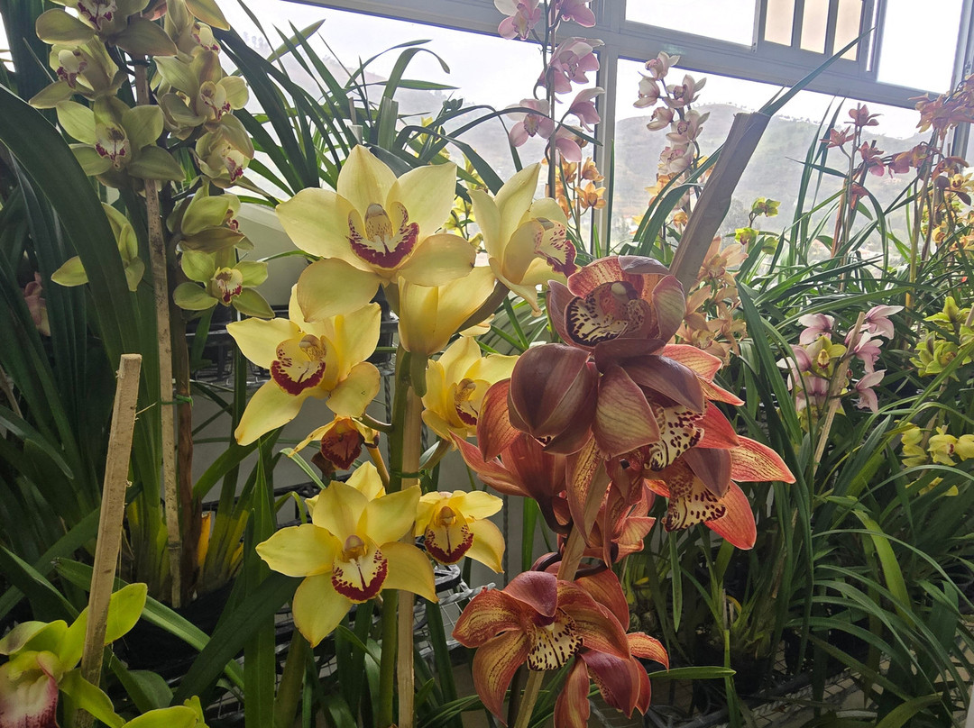 Ecuagenera - Orchids from Ecuador-昆卡必去景点