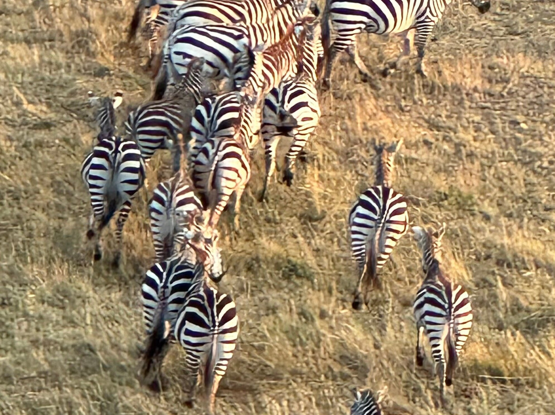 Serengeti Balloon Safaris-塞伦盖蒂国家公园必去景点