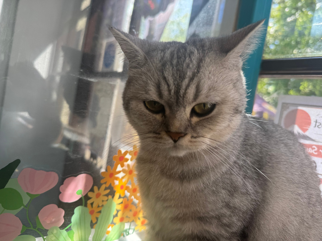 The Scratching Post Cat CAfe