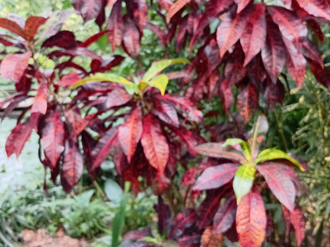 巨人的沉睡花园-纳迪市必去景点