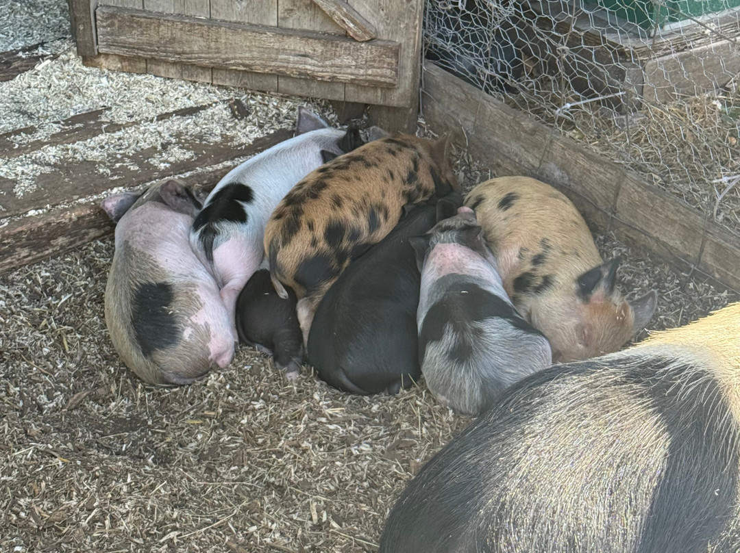 Kew Little Pigs Farm Ltd-Amersham必去景点