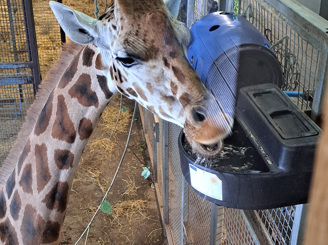Blair Drummond Safari & Adventure Park-斯特灵必去景点