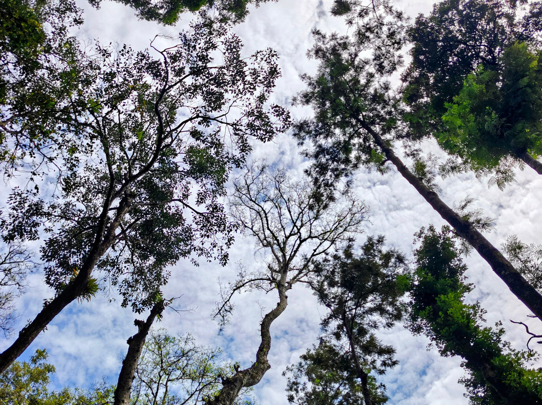 Machaan荒野旅馆Nagarahole主图