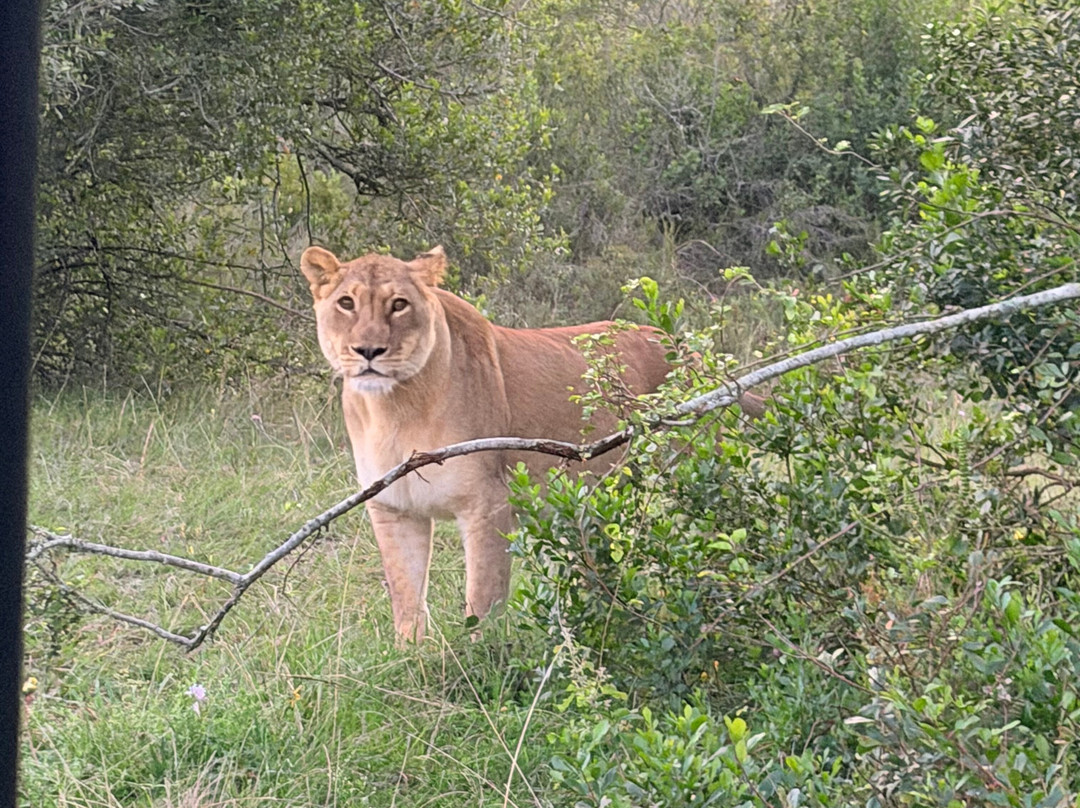 Botlierskop Private Game Reserve-莫塞尔贝必去景点