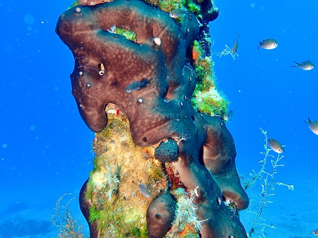 Diver's Club Crete-阿希亚贝拉希亚必去景点