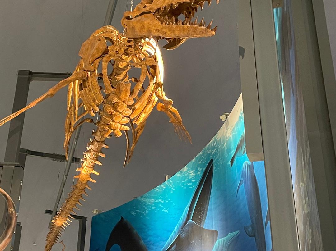 Fukui Prefectural Dinosaur Museum-胜山市必去景点