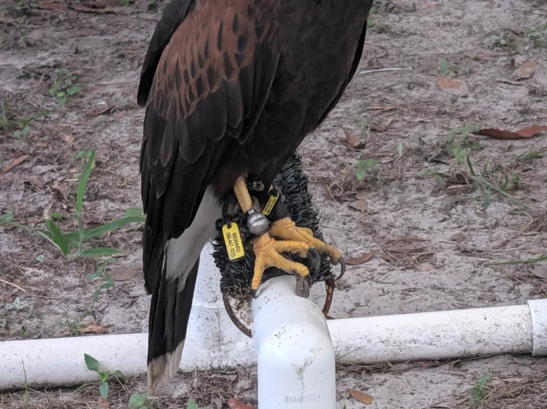 International Falconry Academy-Live Oak必去景点