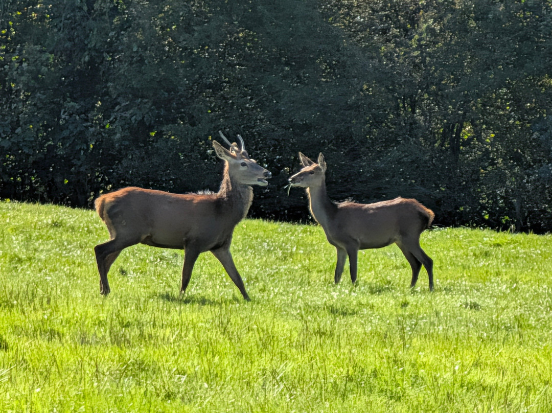 Margam Country Park-塔尔伯特港必去景点