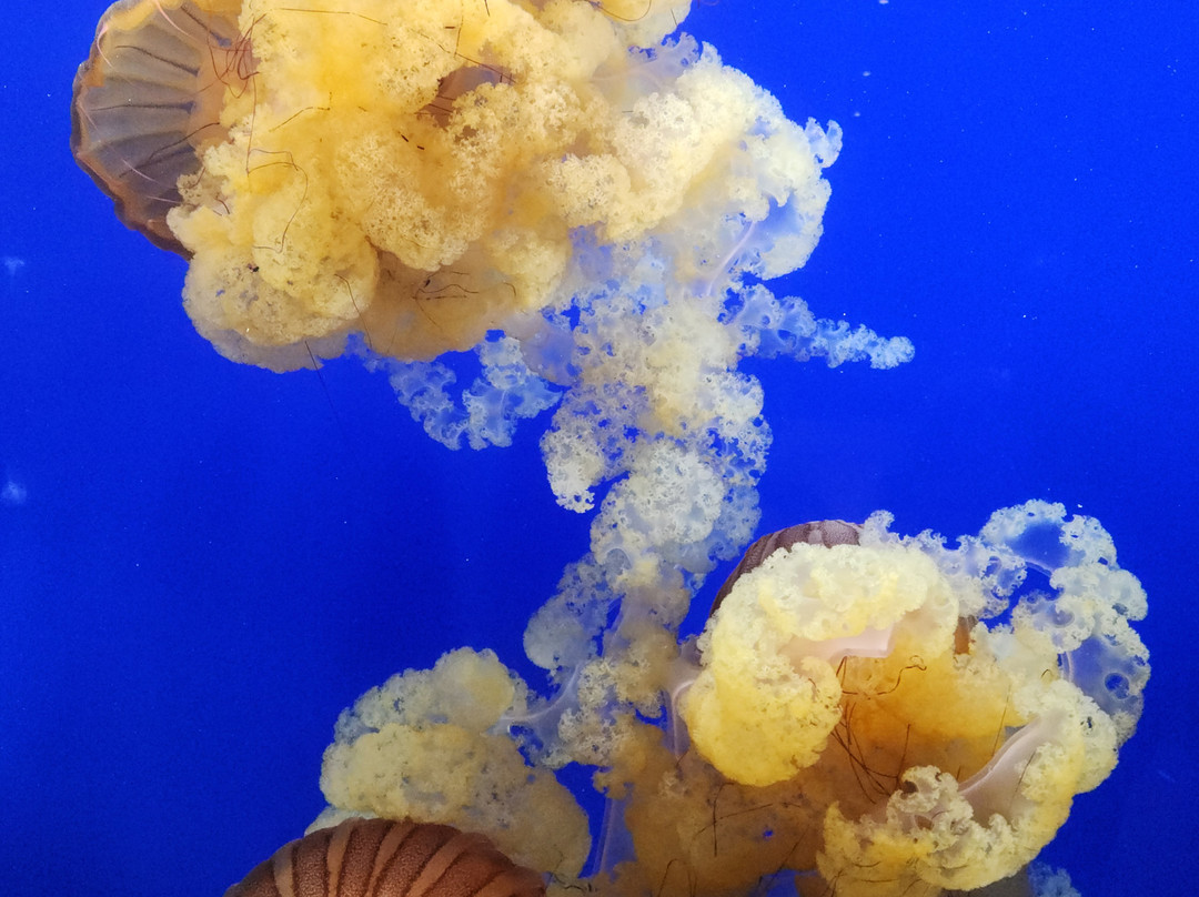 Point Defiance Zoo & Aquarium-塔科马必去景点
