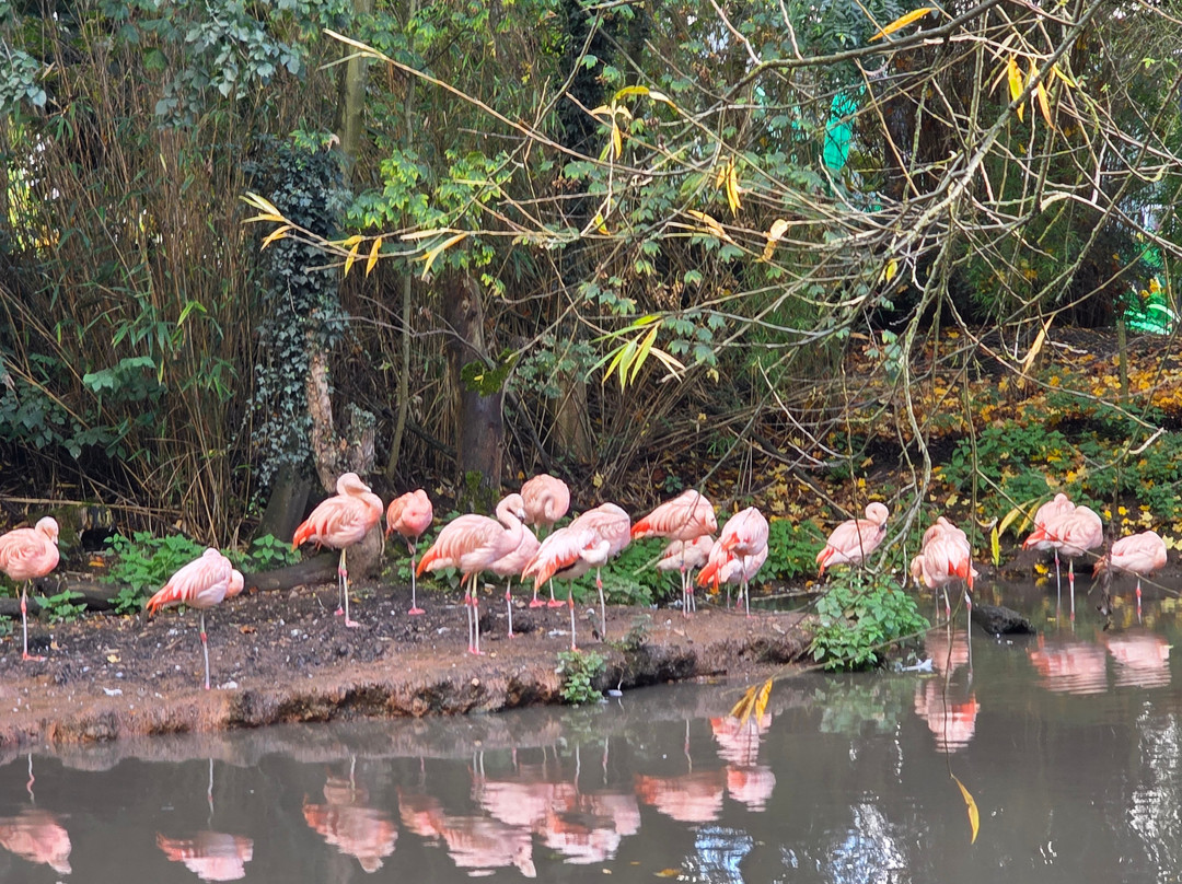 Twycross Zoo-Atherstone必去景点