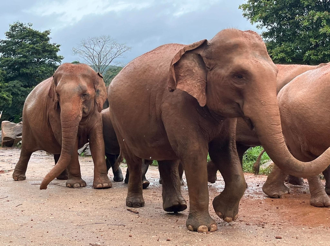 Dinu Ceylon Tours-Kammala必去景点