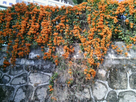 荔枝世界-深圳市必去景点