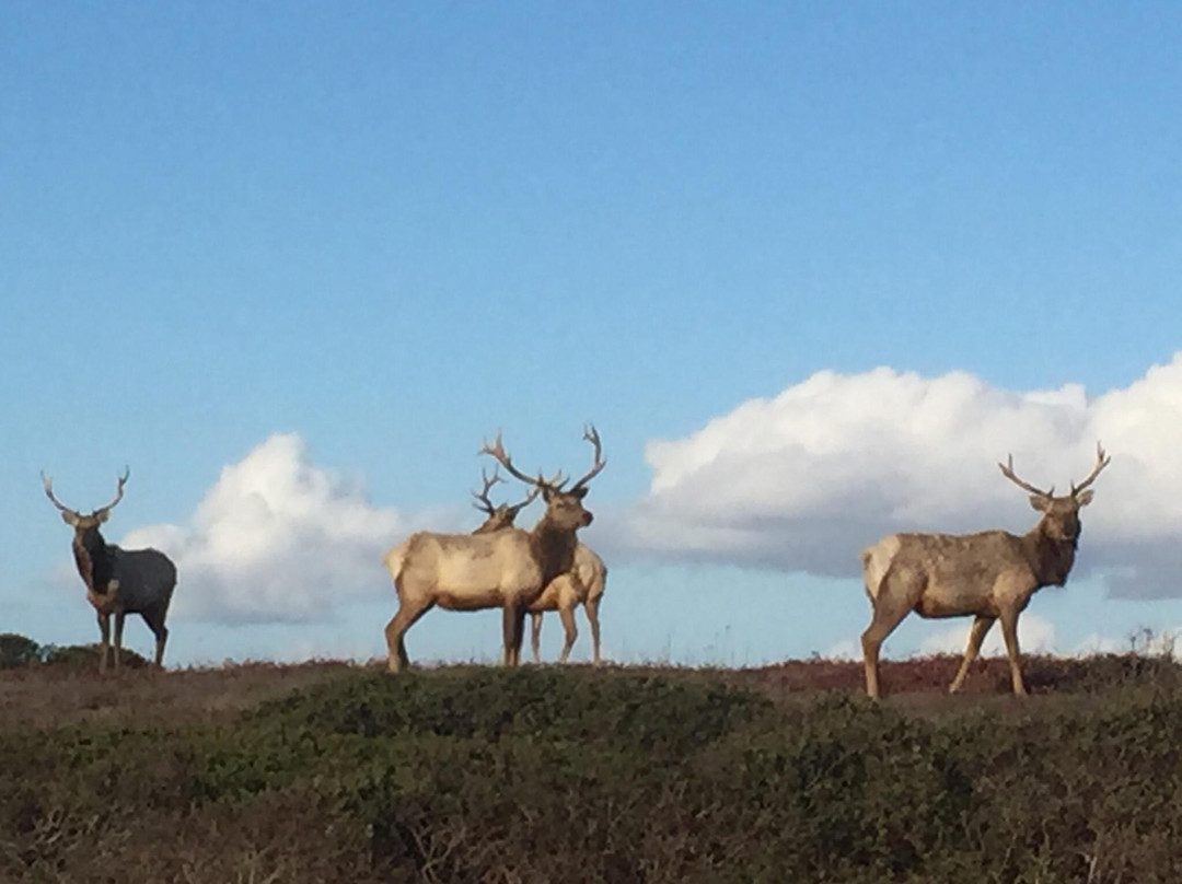 Tule Elk Preserve景点图片