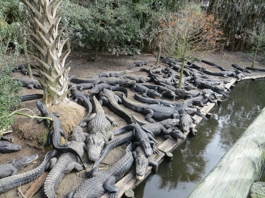 St. Augustine Alligator Farm Zoological Park景点图片