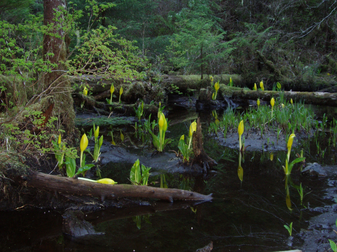 凯奇坎旅游景点-Tongass National Forest