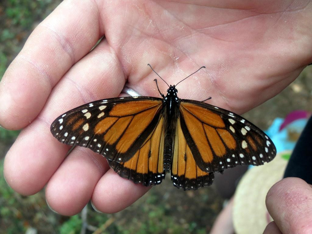 El Rosario Monarch Butterfly Preserve景点图片
