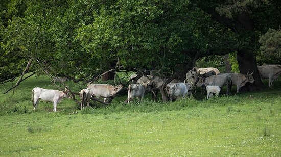 Chillingham Wild Cattle景点图片