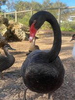 Bunbury Wildlife Park-班伯利必去景点