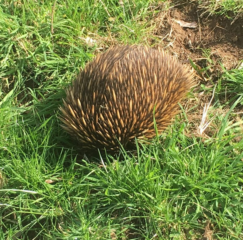 Kangaroo Valley Adventure Co.景点图片