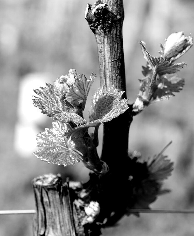 Domaine de la Creuze Noire-Leynes必去景点