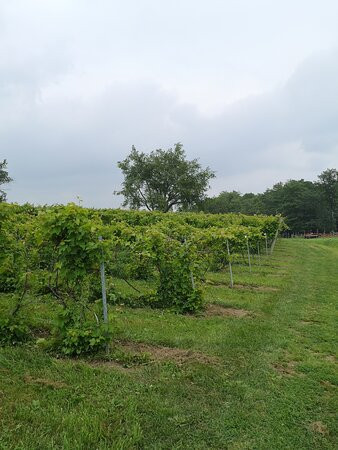 Vignoble Domaine Bresee-Sutton必去景点