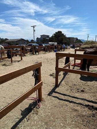 Green Acres Beach & Trail Rides-太平洋城必去景点